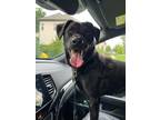 Adopt Mia a Golden Retriever, Poodle