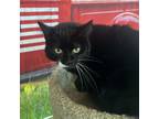 Adopt Flower Bloom a Domestic Short Hair