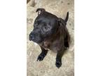 Adopt Rey a Pit Bull Terrier