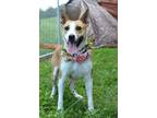 Adopt Amanda - Adoptable a Carolina Dog, Mixed Breed