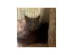 Adopt Muffin a Russian Blue