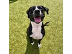 Adopt EBONY a Pit Bull Terrier