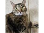 Adopt Momie a Domestic Short Hair