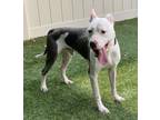 Adopt DAVID a Pit Bull Terrier, Mixed Breed