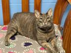 Adopt TIGGER a Manx, Domestic Short Hair