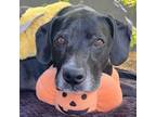 Adopt Ridley a Boxer, Chocolate Labrador Retriever