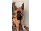 Adopt LEGEND a German Shepherd Dog