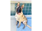 Adopt BADGER a Belgian Shepherd / Malinois, Akita