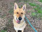 Adopt ASAR a German Shepherd Dog, Mixed Breed