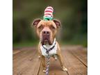 Adopt Sam a Pit Bull Terrier