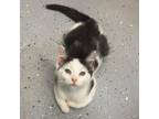 Adopt Cedar a Domestic Short Hair