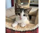 Adopt Elm a Domestic Short Hair