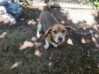 Adopt Ernie a Beagle