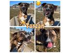 Adopt Tarzan a Staffordshire Bull Terrier
