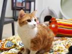 Adopt ALAN a Domestic Short Hair