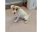 Adopt Allen a Beagle, Pit Bull Terrier
