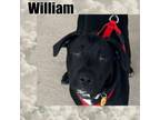 Adopt William (Bill) a Black Labrador Retriever, Mixed Breed