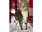 Adopt Zippy a Domestic Short Hair