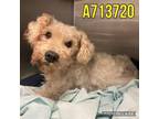 Adopt WALLY a Schnauzer