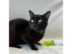 Adopt Pony Boy a Domestic Short Hair