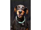 Adopt Ace 3248 a Doberman Pinscher