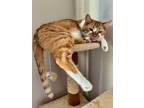 Adopt Tommy a Tabby, Domestic Short Hair