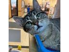 Adopt Cubby a Domestic Short Hair
