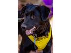 Adopt Sugar Plum a Border Collie, Retriever