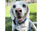 Adopt Sniffer a Beagle