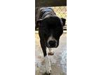 Adopt Lando a Pit Bull Terrier