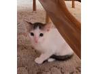 Adopt Kurt a White Turkish Angora (short coat) cat in Merced, CA (38991894)