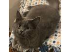 Adopt Blueberry a Russian Blue, Domestic Short Hair