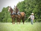Draft Cross Team for Sale Ride & Drive