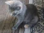 Manx From Craven Blues Hybrids