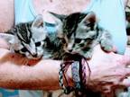 Bengal Hybrids From Craven Blues Hybrids
