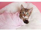 Caroline Houston Domestic Shorthair Young Female