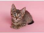 Bellaire Houston Domestic Shorthair Young Female