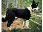 KENZIE Border Collie Adult Female
