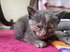 Atari Domestic Shorthair Kitten Female