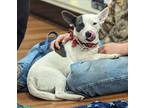 Ayda Mae Rat Terrier Young Female