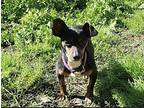 Bayou Chihuahua Adult Female