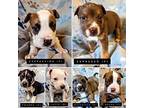 Coffee Pups Mixed Breed (Medium) Puppy Male