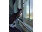 Meatball Domestic Shorthair Kitten Male