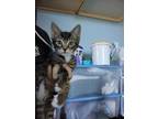 Dinger Domestic Shorthair Kitten Male