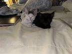 Merlin Domestic Shorthair Young Female