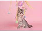 Fannin Houston Domestic Shorthair Young Female