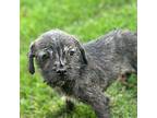 Boba Pug Puppy Male