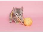 Sabine Houston Domestic Shorthair Young Female