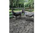 Jerusalem Donkeys For Sale