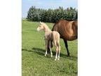 Bald Faced Palomino Colt